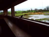 House Martin East Hide.jpg