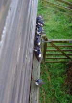 House Martins.jpg