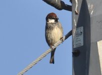 Calshot Spanish Sparrow 1.jpg