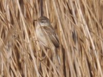 Pagham Harbour Church Norton Paddyfield Warbler 6.jpg