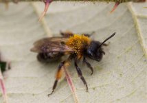 Unknown-Bee-2.jpg