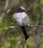 Long-Tailed-Tit-Juvenile-2.jpg