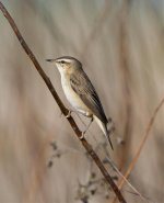 Sedge-Warbler-1.jpg