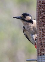 Greater-Spotted-Woodpecker.jpg