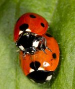 7-Spot-Ladybirds.jpg