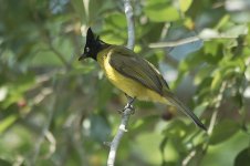 blackCrestedBulbul.jpg