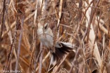 10825_Pallas's Reed Bunting_Crop_Spread Tail.jpg