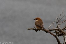 10838_Bull-headed Shrike.jpg