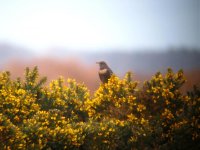 ring-ouzel.jpg