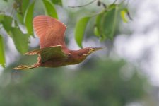 cinnamon bittern.jpg