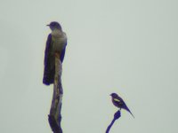 bird nightingale 05 2012 011.JPG