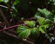 Large Red Damselfly.jpg