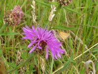 Essex Skipper Coney Meadow.jpg