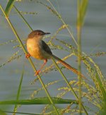 plain prinia breeding sx40hs IMG_1274.jpg