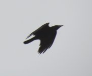 Carrion Crow.jpg