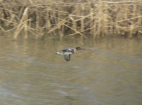 Eurasian Teal.jpg