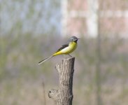 Grey Wagtail.jpg