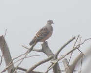 Oriental Turtle Dove.jpg