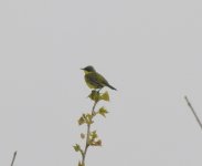 Yellow Wagtail  thunbergi.jpg