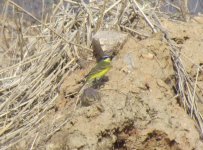 Yellow Bunting tschutschensis.jpg