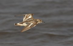 ruddy turnstone flight D800 420mm c_DSC2640_01.jpg