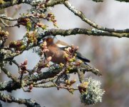 L1040426 male chaffinch.jpg