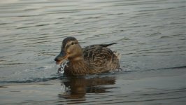 L1040578 female mallard.jpg