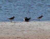 'Collared' Sandplover 2.jpg