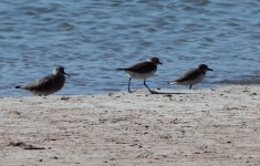 'Collared' Sandplover 3.jpg