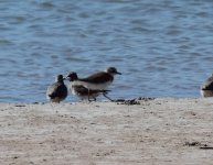 'Collared' Sandplover.jpg