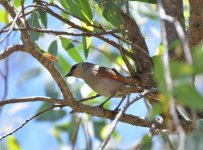 Low Chaco Paraguay Bay Winged Cowbird 1.jpg