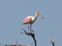 Loma Plata Roseate Spoonbill 1.jpg