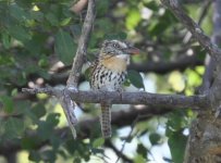 Loma Plata Spot backed Puffbird 1.jpg