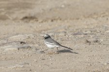 2012-04-14 White Wagtail ssp personata.jpg