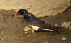 DSCN0001 Barn swallow collecting mud.jpg
