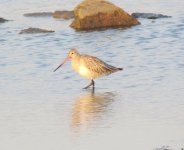 Bar-tailed Godwit.jpg