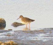 Common Redshank.jpg