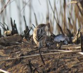 Pallas's reed Bunting.jpg