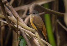 DSCN9891 Ferruginous Flycatcher, Ng Tung Chai.jpg