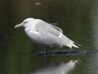 612_06029 Gull 2.jpg