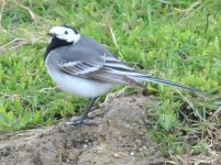 White Wagtail 1.jpg