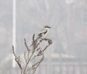 Chinese Grey Shrike.jpg