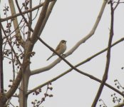 Common Reed Bunting.jpg