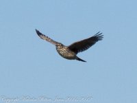 Meadow Pipit -1100472.jpg