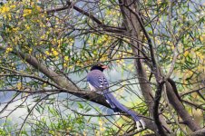 0165_Red-billed Blue Magpie.jpg