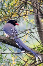 0168_Red-billed Blue Magpie.jpg