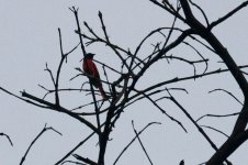 0169_Scarlet Minivet.jpg