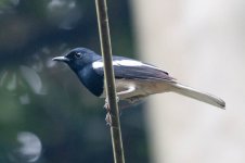 0172_Oriental Magpie-Robin.jpg