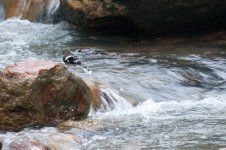 0179_Slaty-backed Forktail_Juvenile.jpg