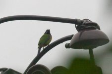 0223-Orange-bellied Leafbird.jpg